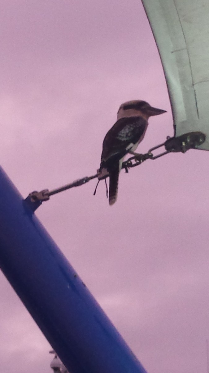 Laughing Kookaburra - ML81008111