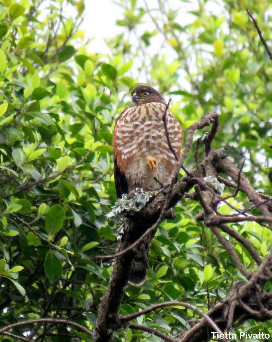 Sharp-shinned Hawk - ML81008401