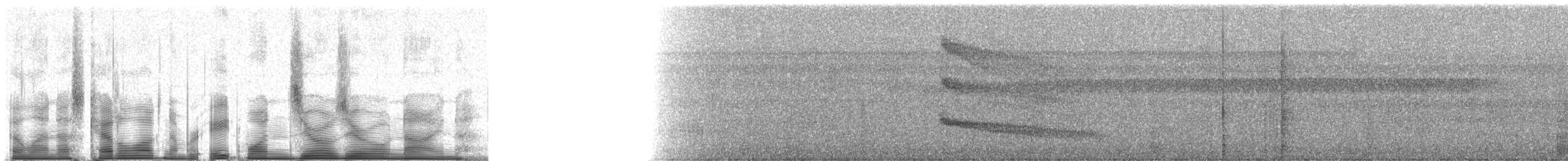 Чернопятнистая гологлазка - ML81009