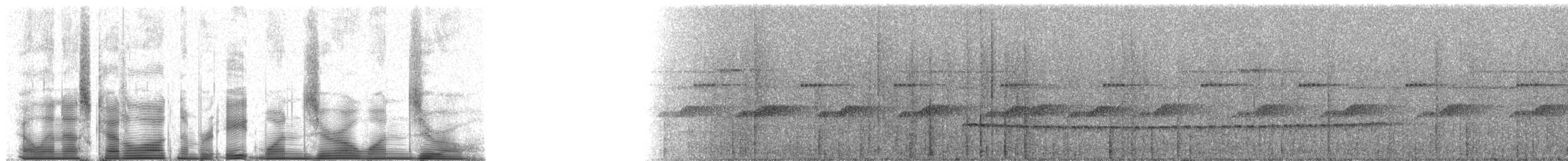 Rufous-capped Antthrush - ML81010