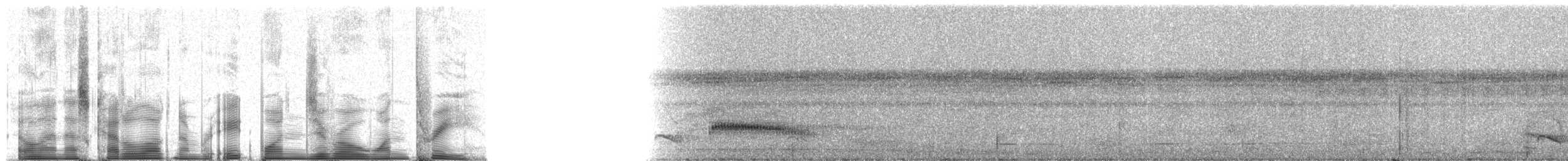 Riparian Antbird - ML81013