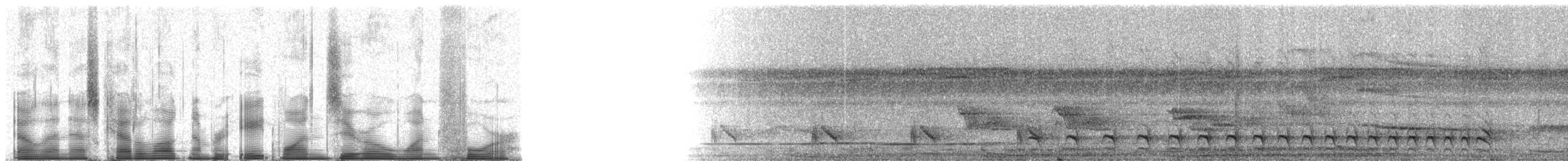 Thamnophilus sp. - ML81014