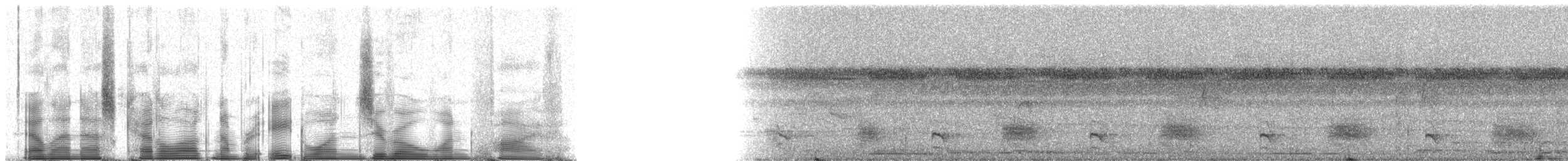 Jet Antbird - ML81015