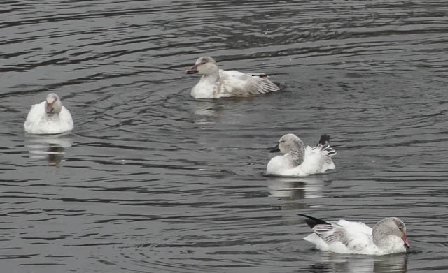 Snow Goose - ML81015851