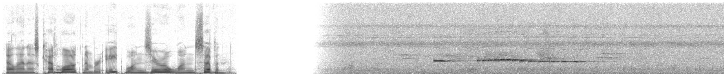 Graubrust-Ameisendrossel - ML81017