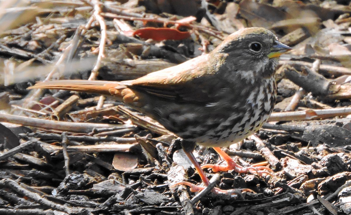 Fox Sparrow - Greg Cross