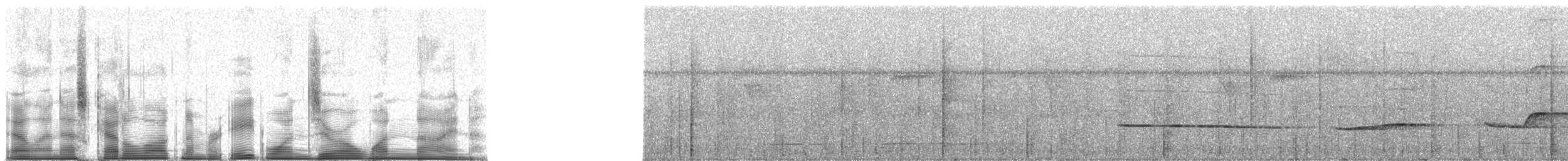 schiffornis sp. - ML81019