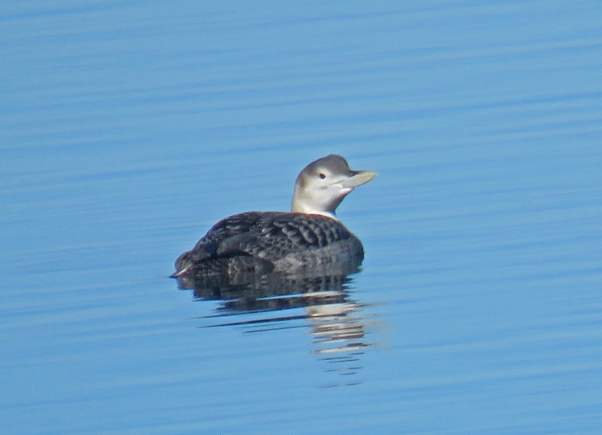 Plongeon à bec blanc - ML81021561