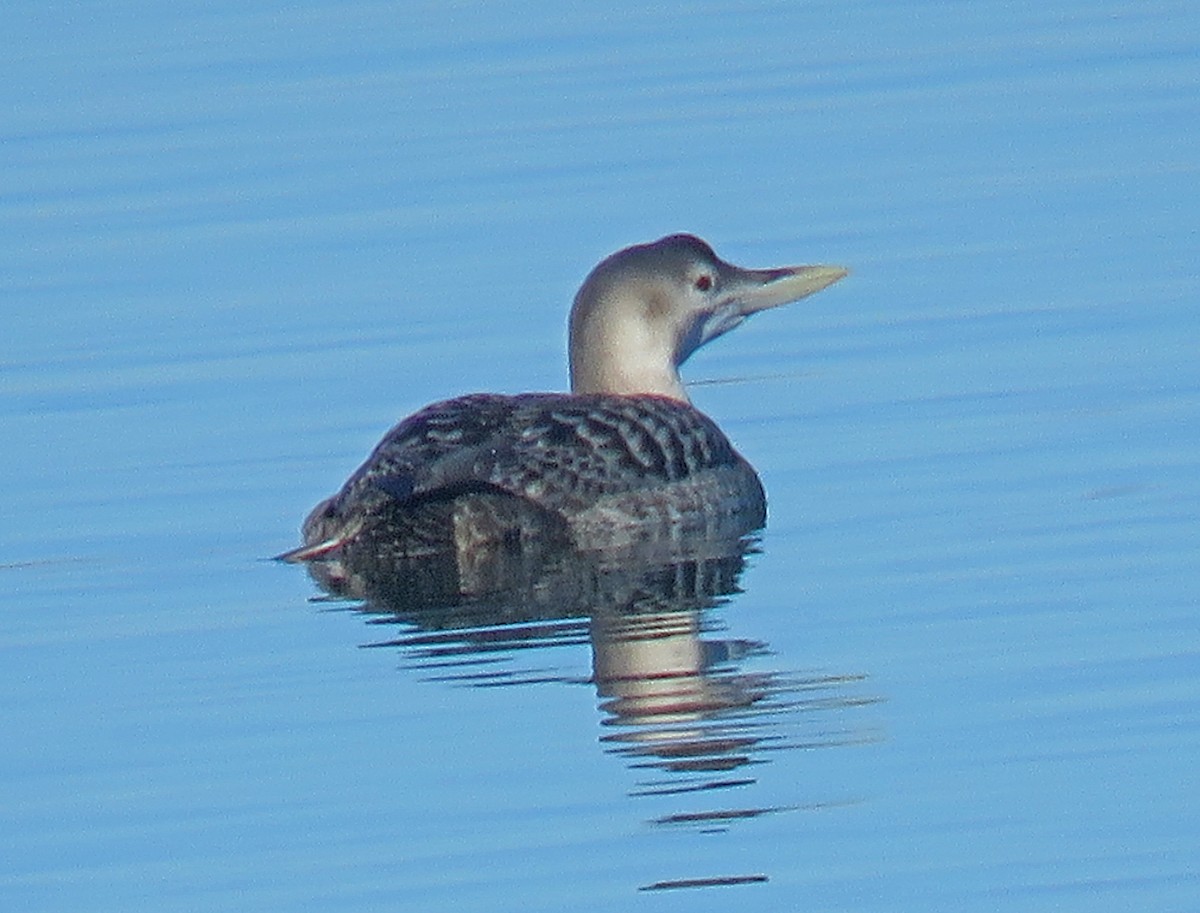 Plongeon à bec blanc - ML81021581