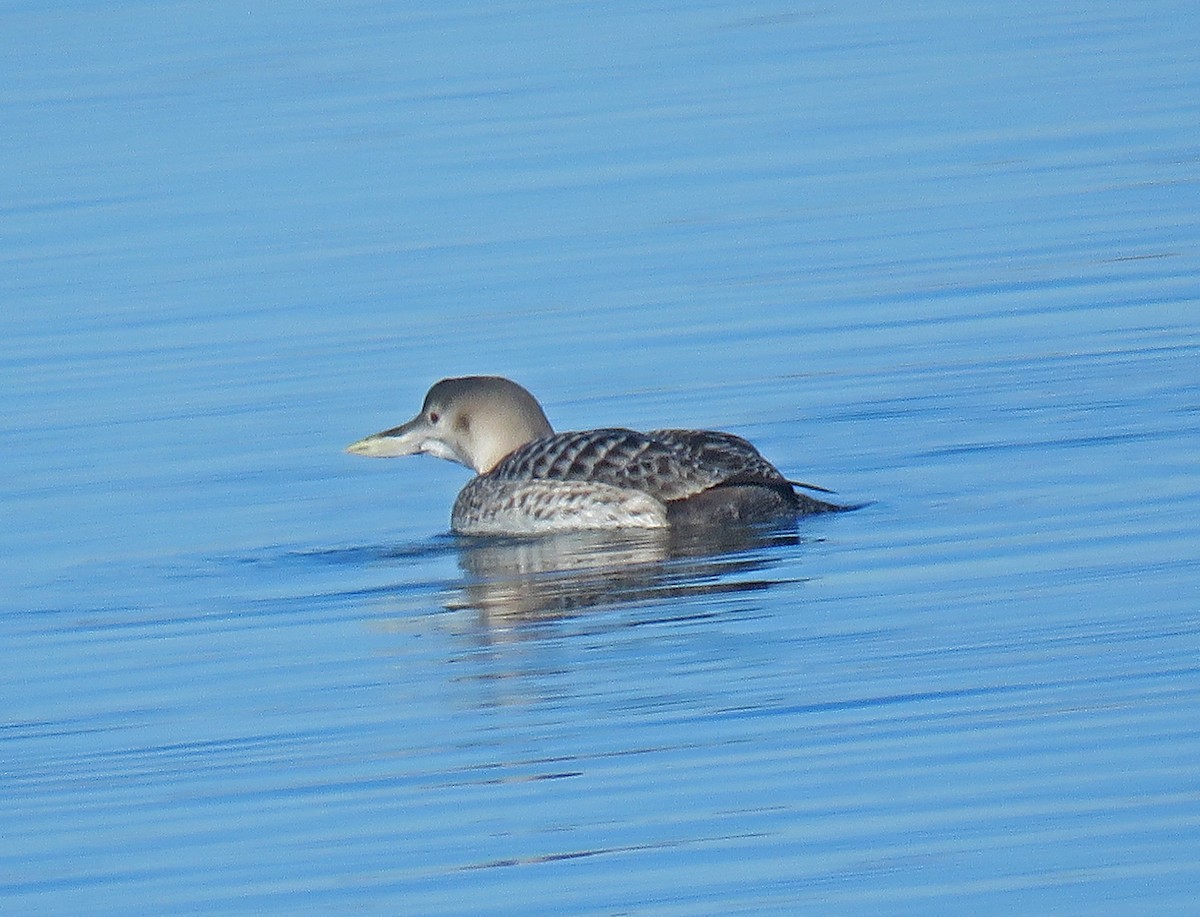 Plongeon à bec blanc - ML81021621