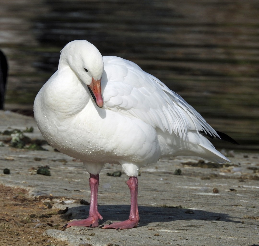 Snow Goose - Linda Thomas