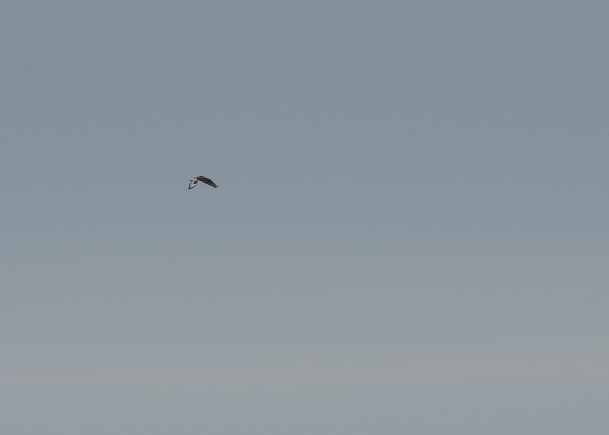 Тарлан сар - ML81023301