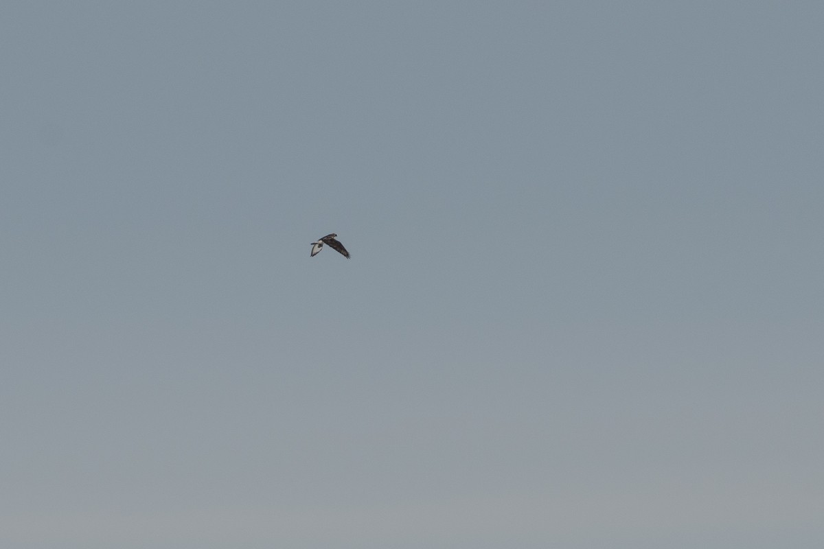 Тарлан сар - ML81023331