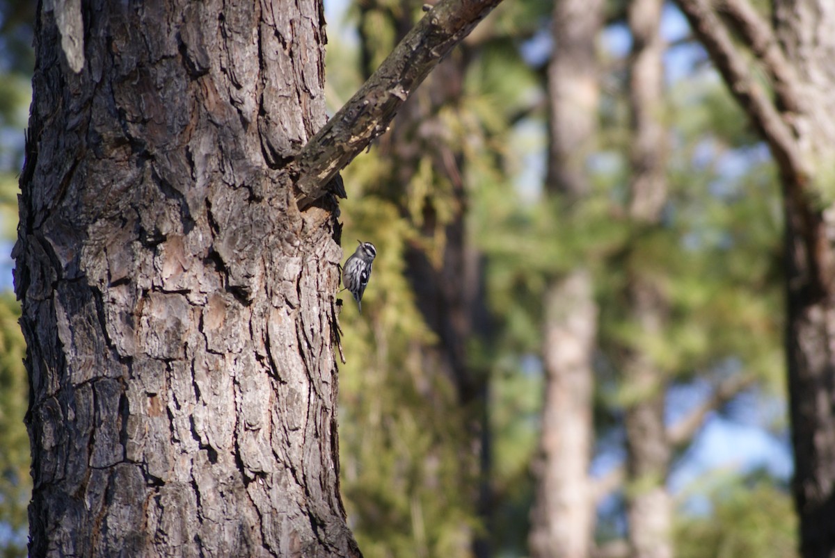 Black-and-white Warbler - ML81023451