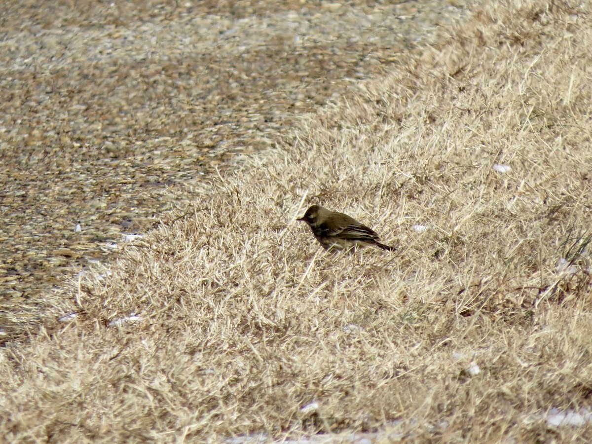 American Pipit - ML81023781
