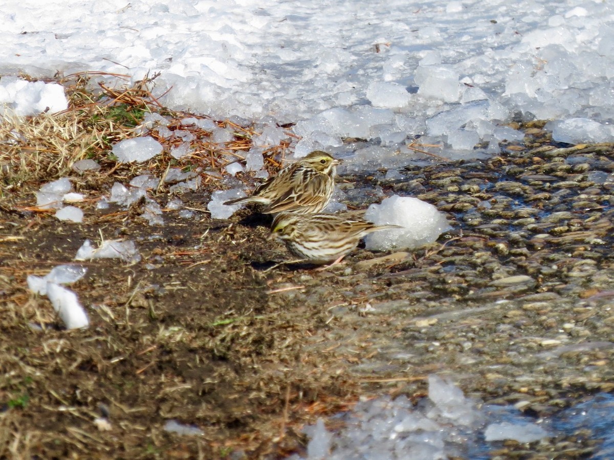 Savannah Sparrow - ML81023821