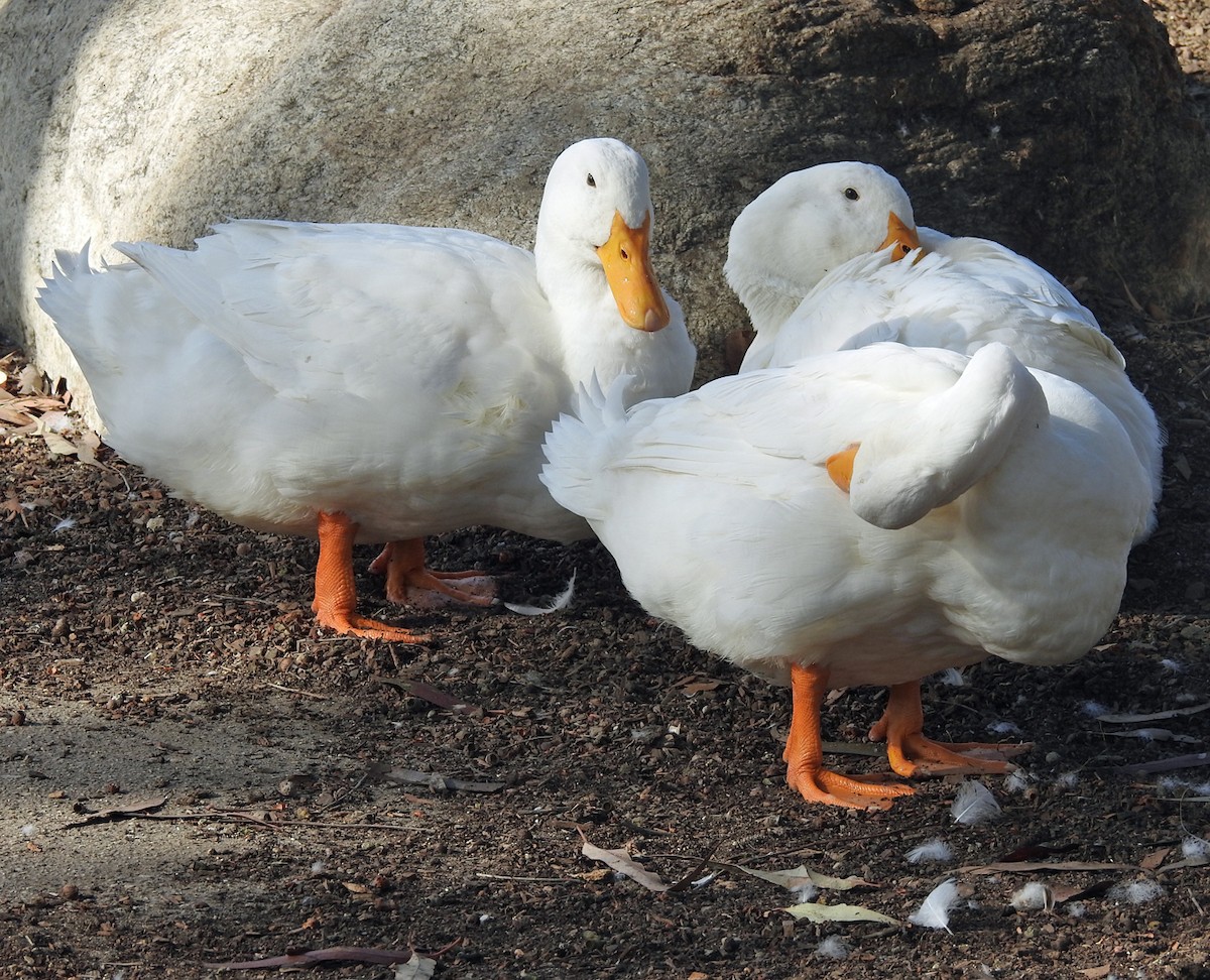 Mallard (Domestic type) - Linda Thomas