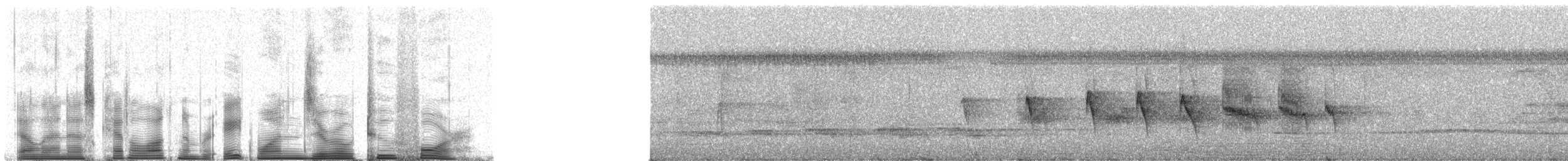 Striated Antbird - ML81024