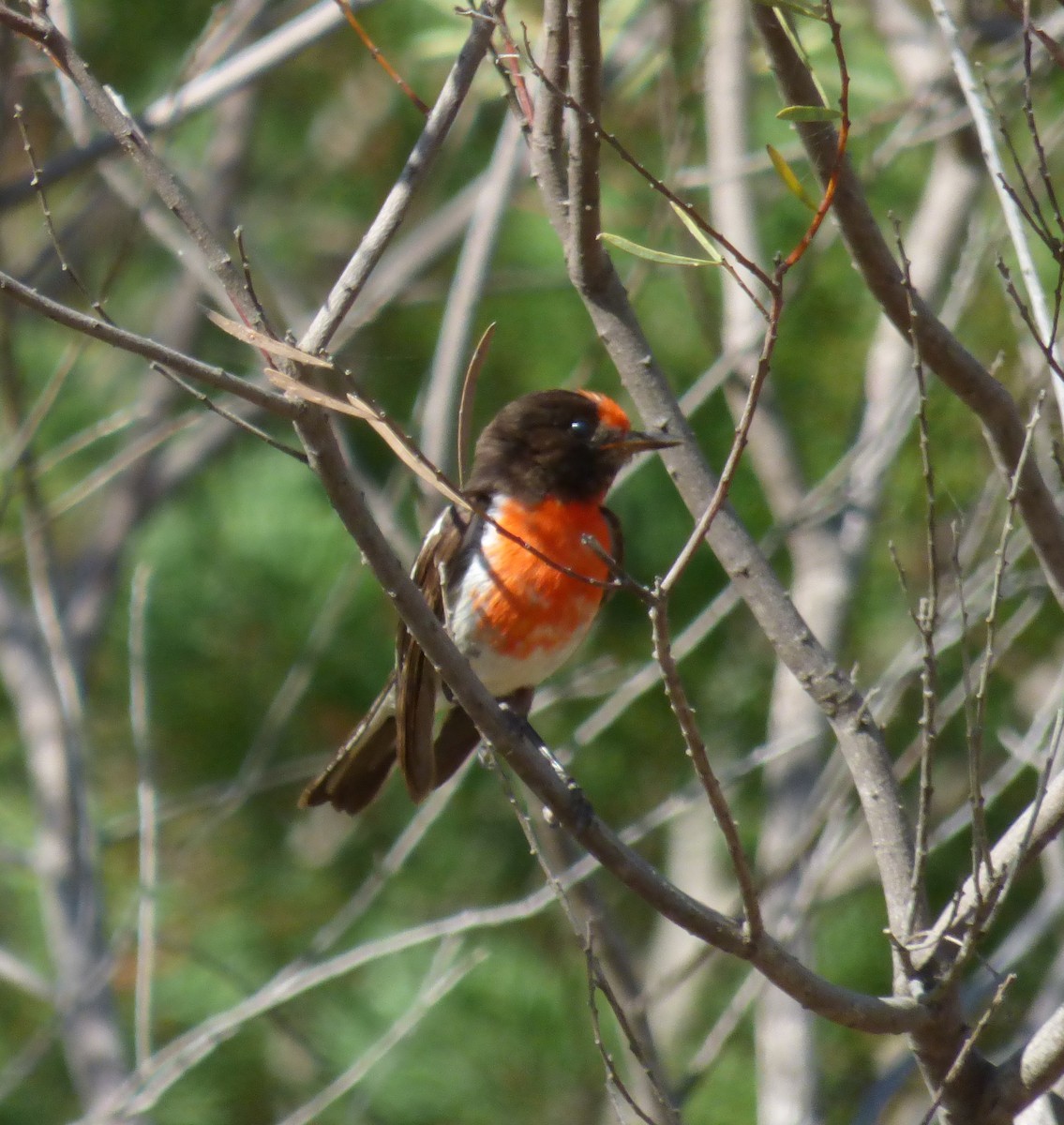 Red-capped Robin - ML81024071
