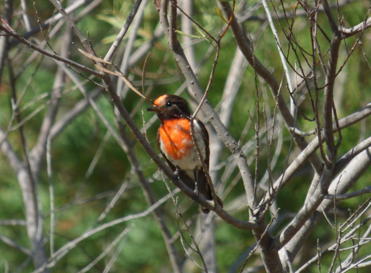 Red-capped Robin - ML81024081