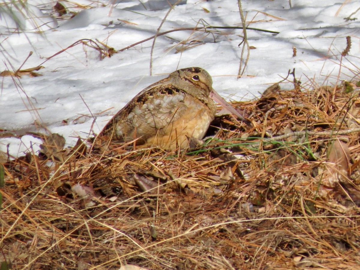 American Woodcock - ML81024801