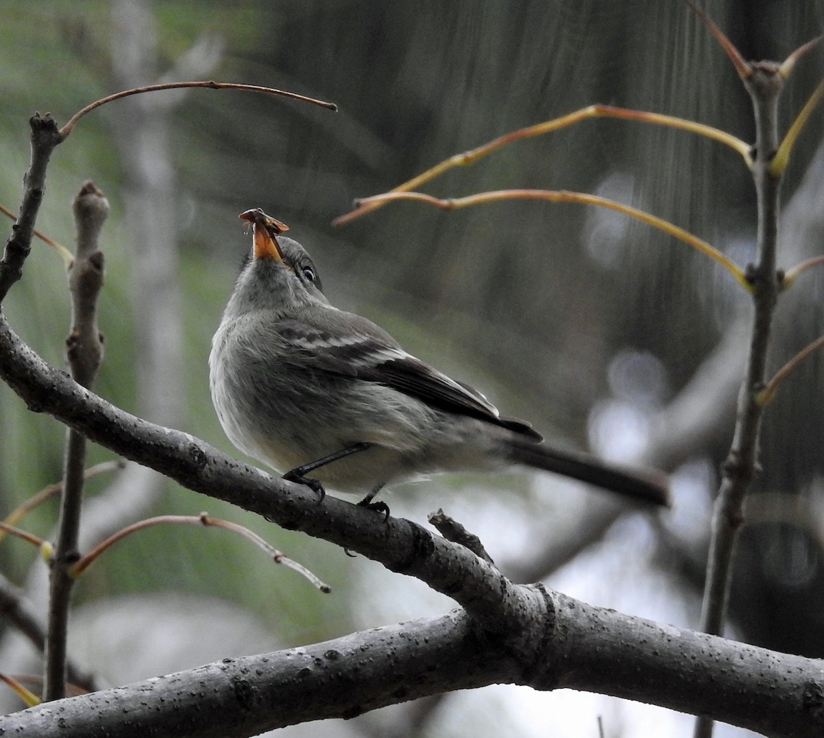 Gray Flycatcher - ML81025481