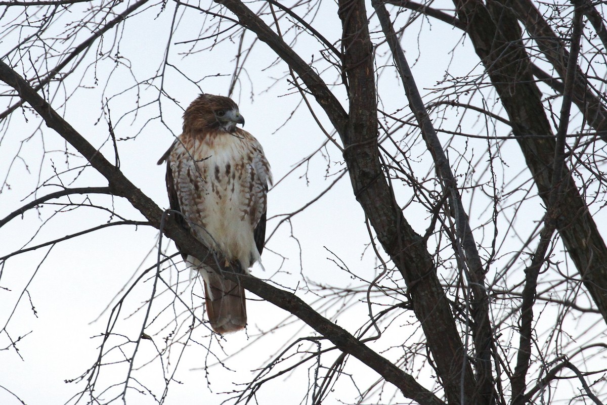 Red-tailed Hawk (borealis) - ML81025651