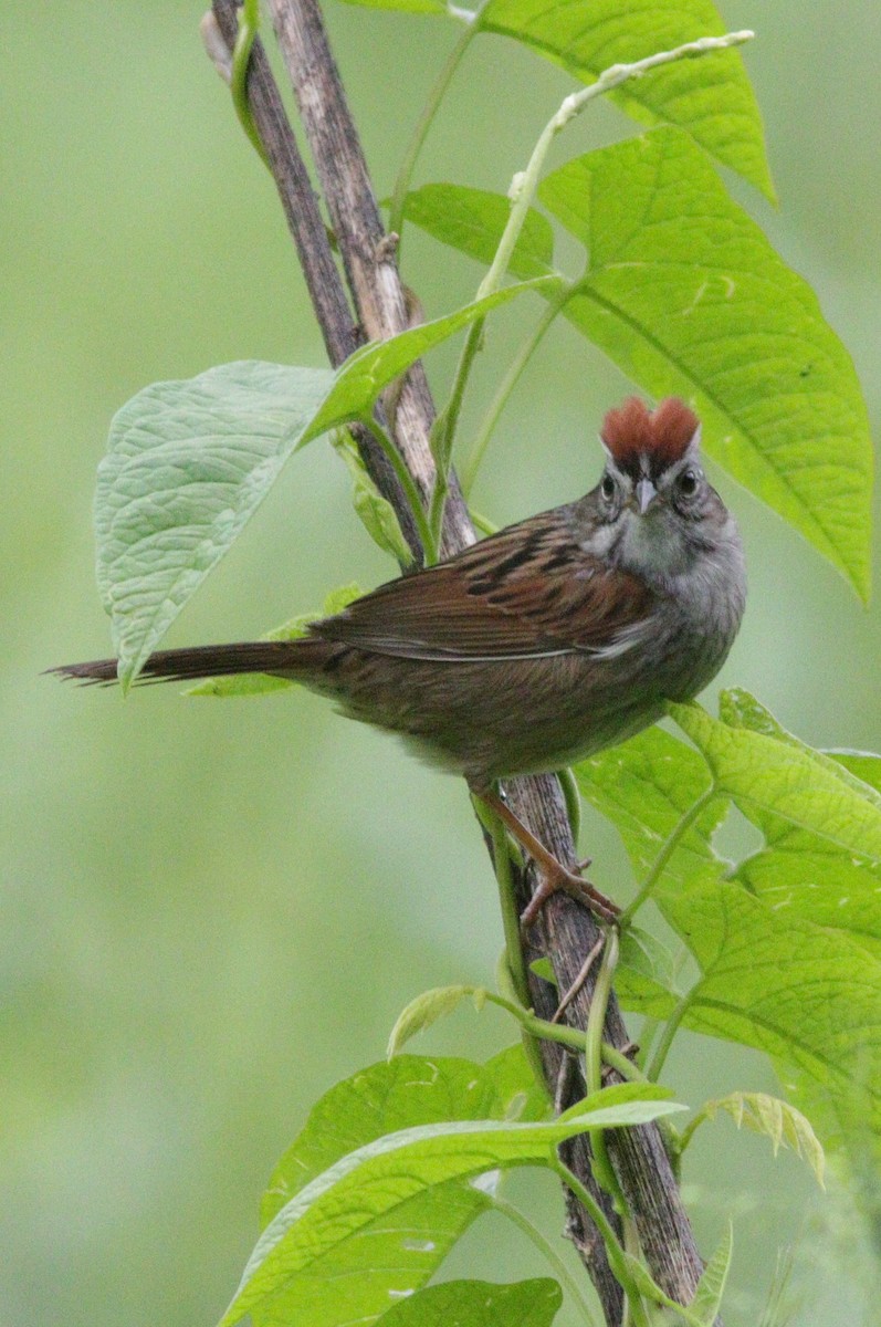 Swamp Sparrow - Lewis Barnett