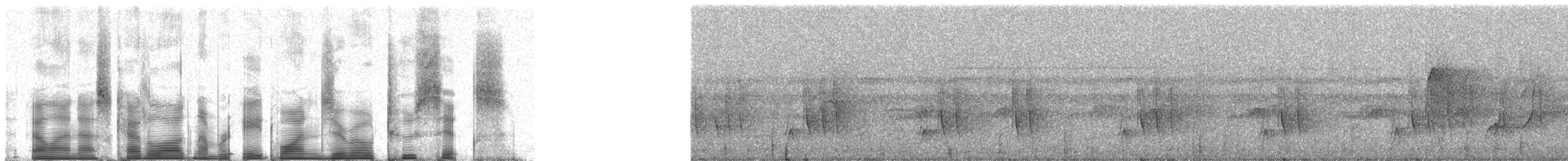 Cinereous Antshrike - ML81026