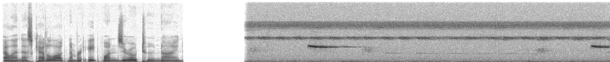 Troglodyte siffleur (groupe marginatus) - ML81029