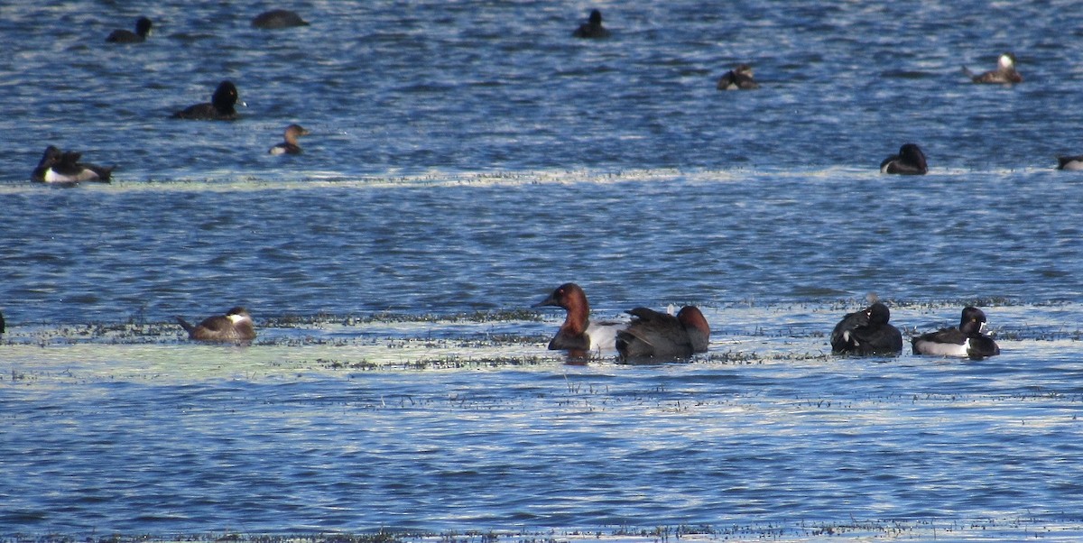 Canvasback - ML81029071