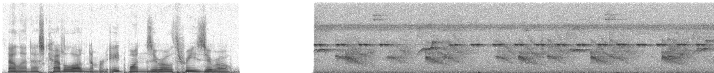 White-shouldered Antbird - ML81030