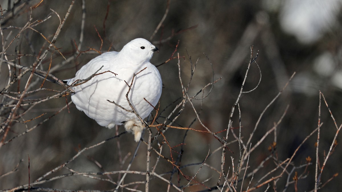 Willow Ptarmigan - Daniel Jauvin