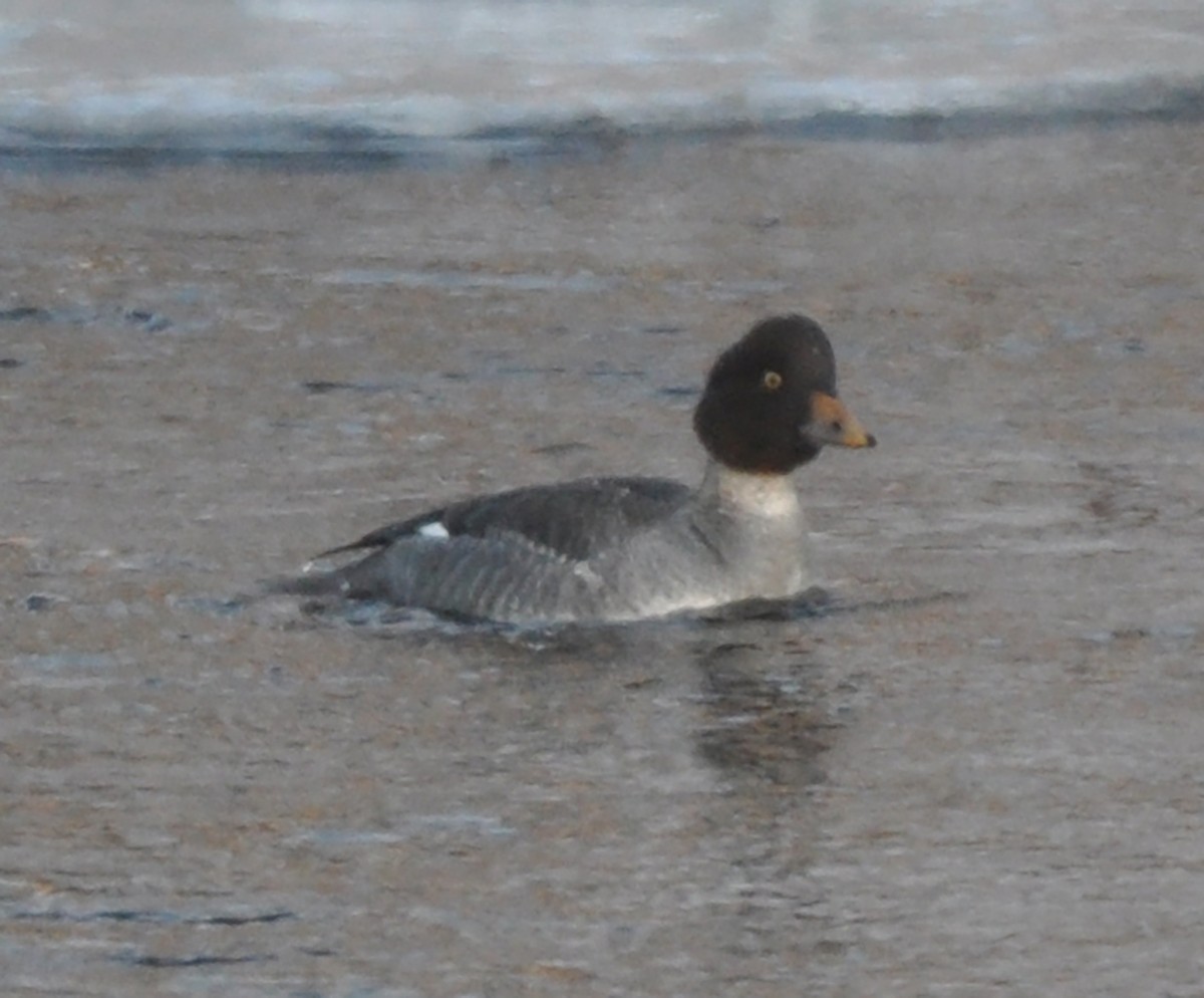 Barrow's Goldeneye - ML81031661