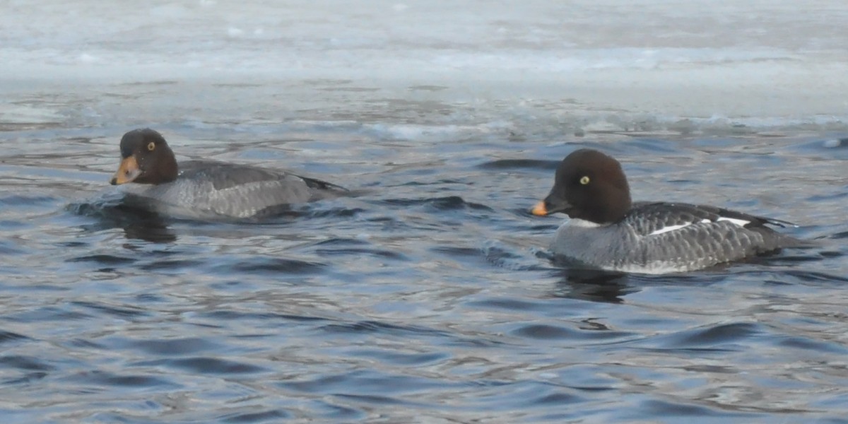 Barrow's Goldeneye - Aaron Bourque