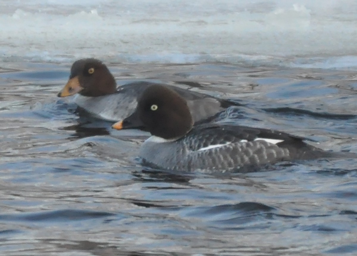 Barrow's Goldeneye - ML81031791