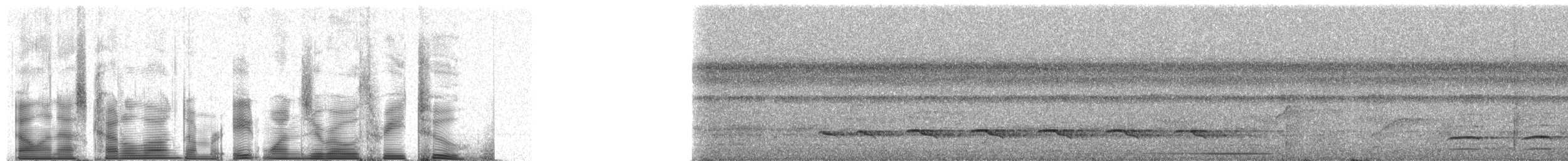 Plain-winged Antshrike - ML81032