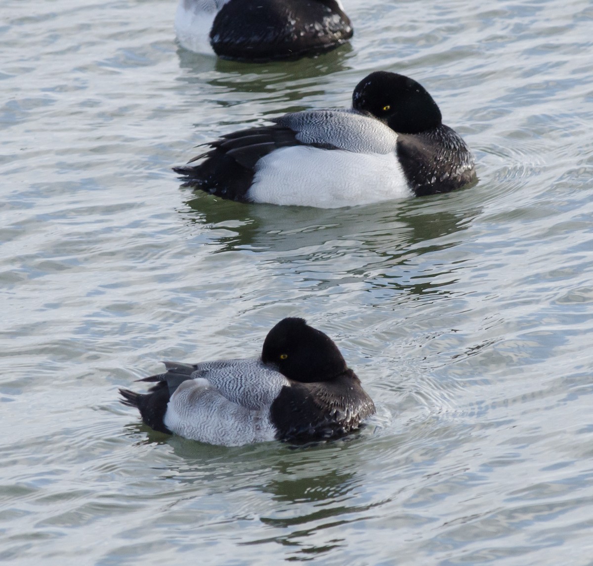 Greater Scaup - Alix d'Entremont