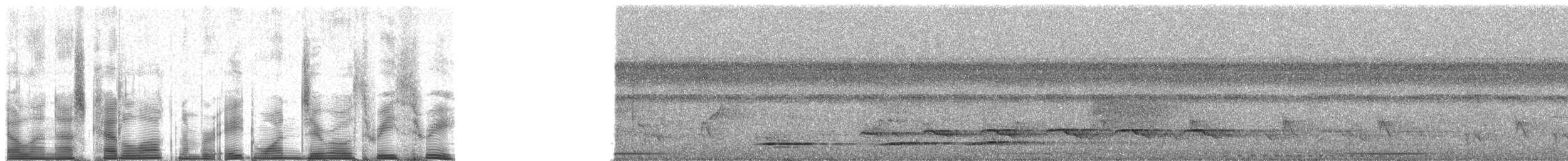 Undulated Tinamou - ML81033
