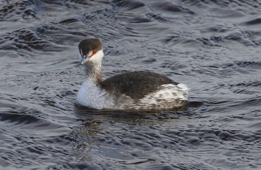 Horned Grebe - Mark Dennis