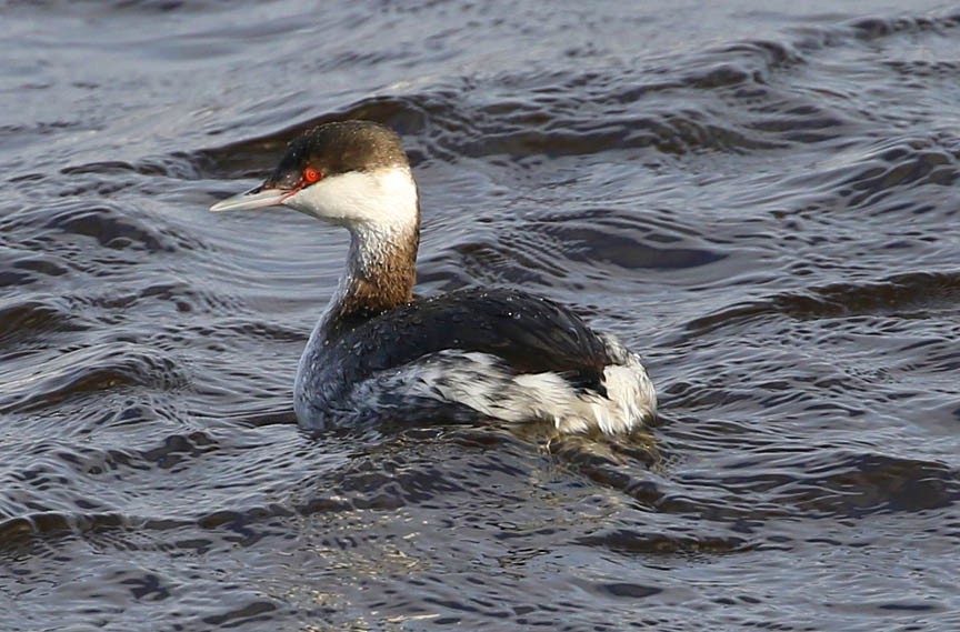 Horned Grebe - Mark Dennis