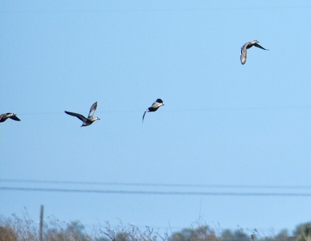 Blue-winged Teal - Steven Weiss