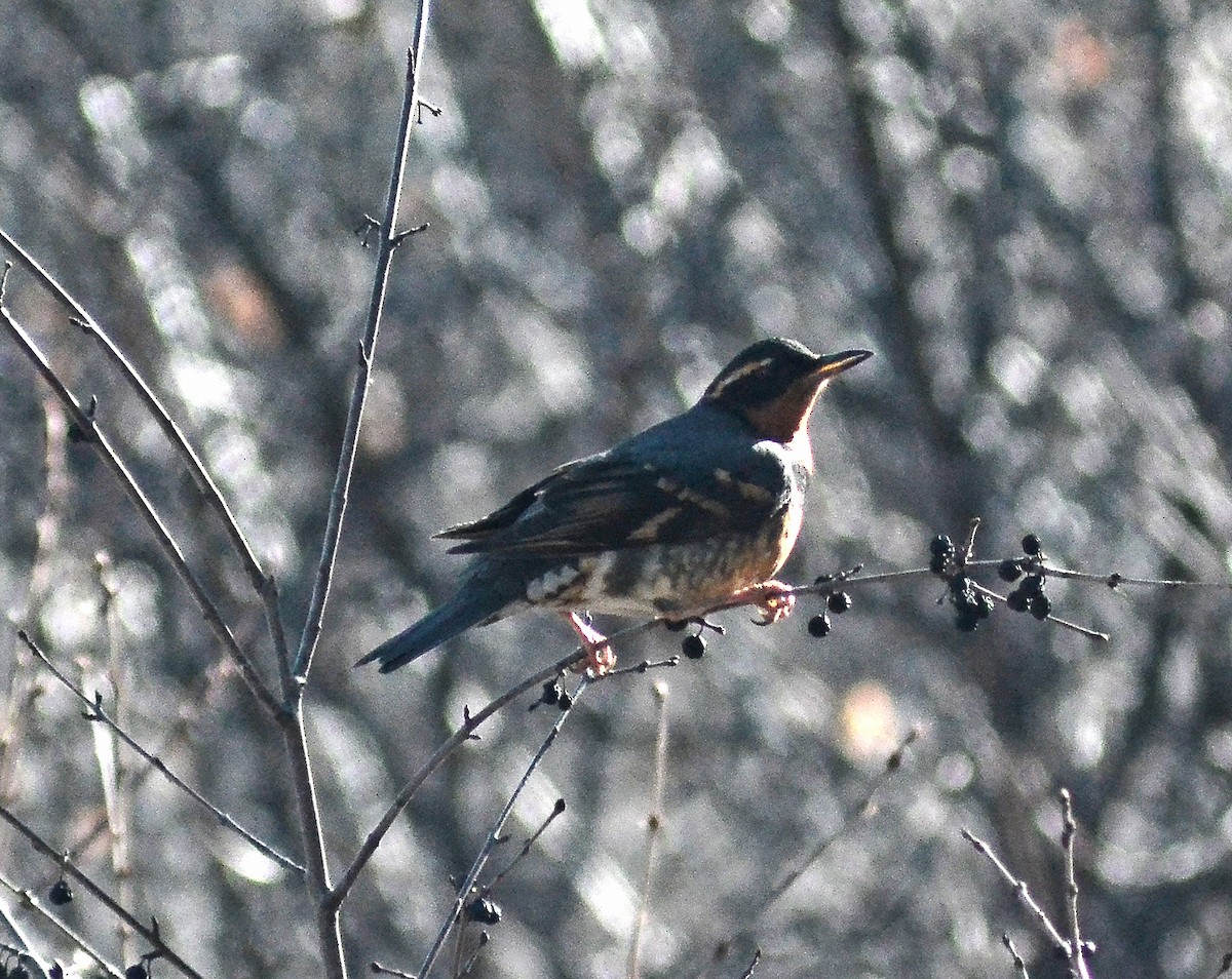 Varied Thrush - ML81033451