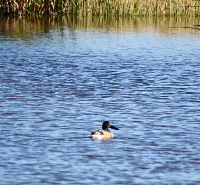 Northern Shoveler - ML81033701