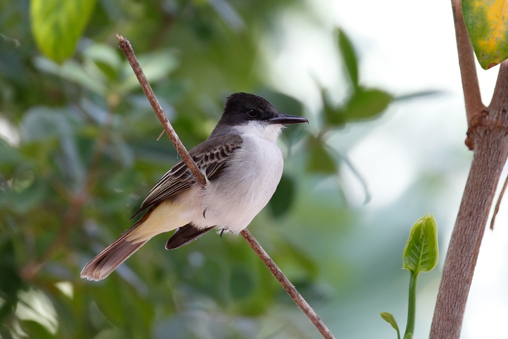 Loggerhead Kingbird - Geoff Malosh