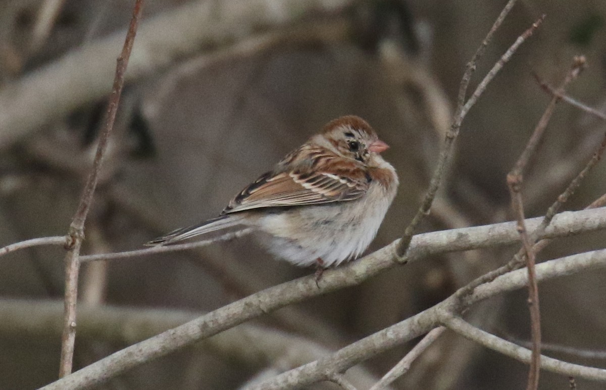 Field Sparrow - ML81036131