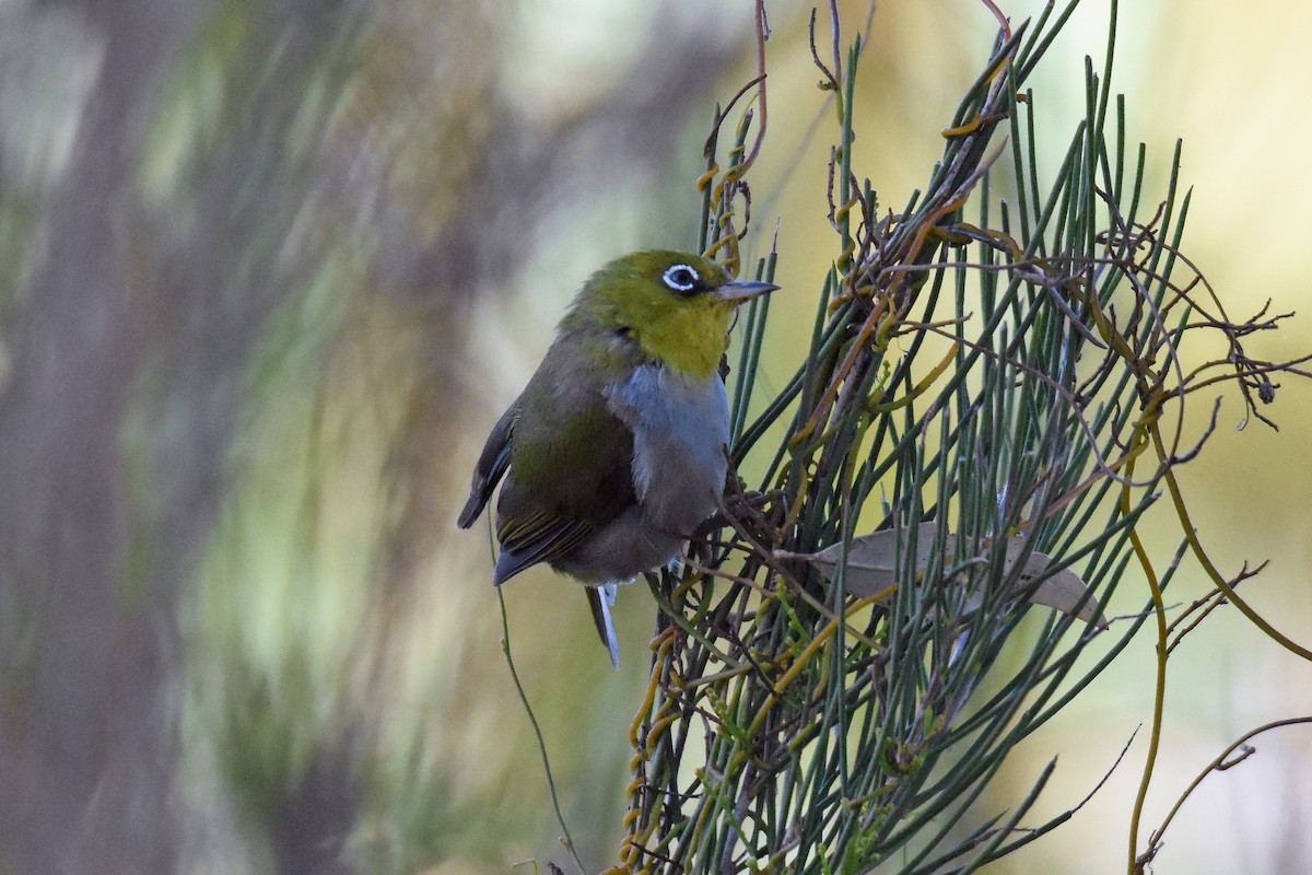 Zostérops à dos gris - ML81038321