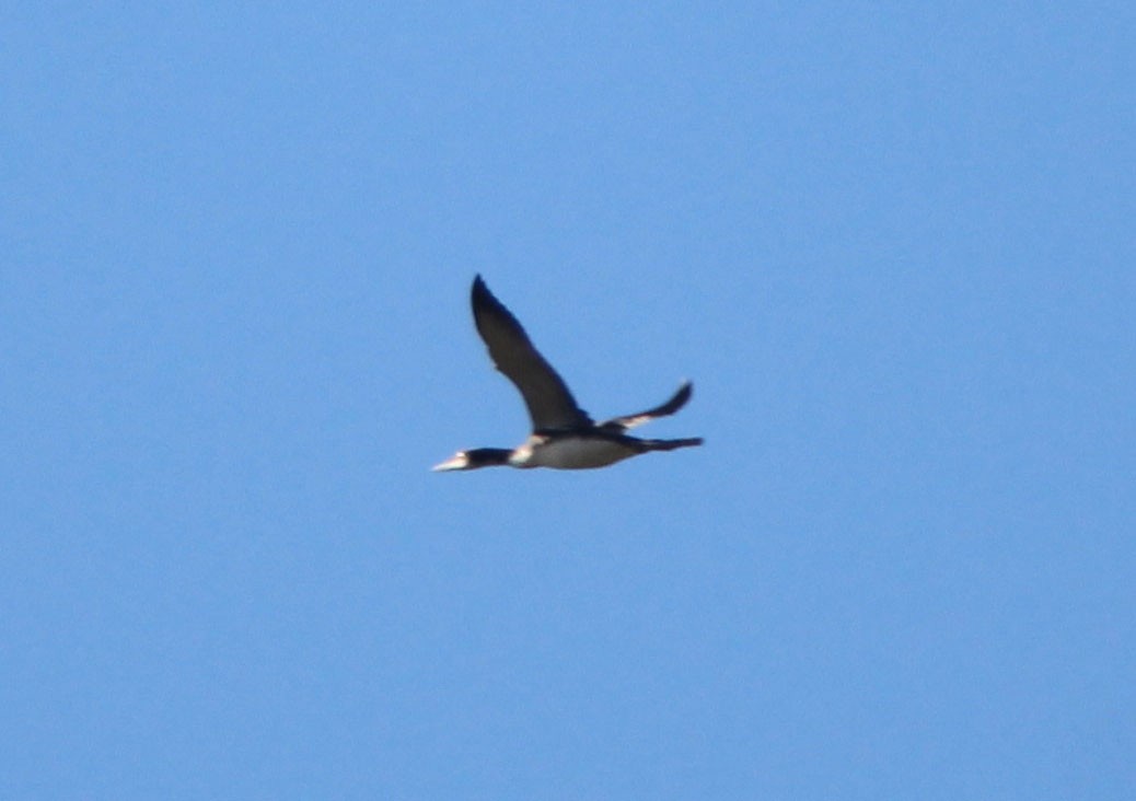 Common Loon - ML81038901