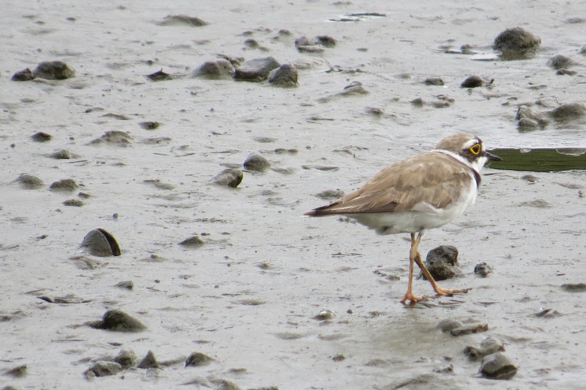 Little Ringed Plover - Eric Haskell