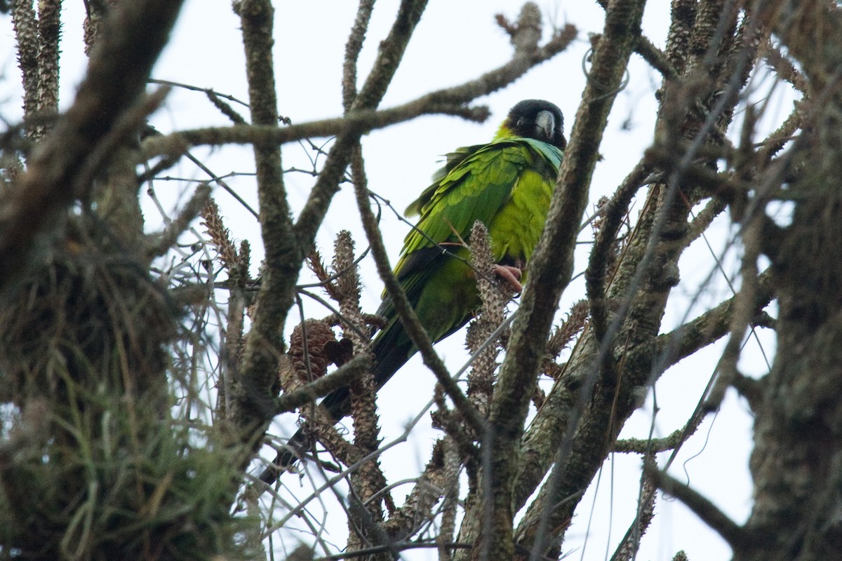 Nanday Parakeet - ML81040301